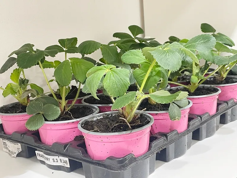 Eco talleres en el Centro Comercial El Tormes este viernes