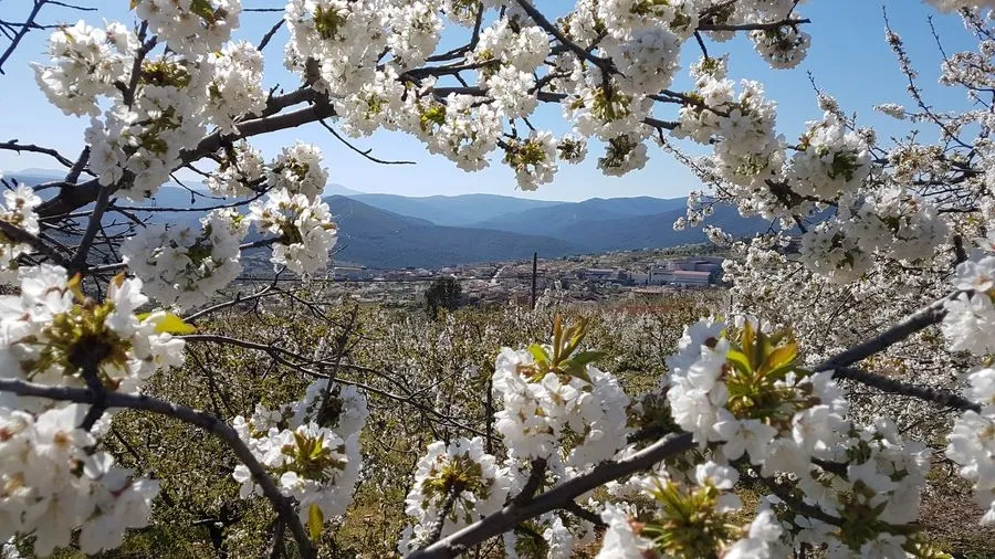 Foto 8 - 'Floraci&oacute;n del Cerezo', la ruta de senderismo imprescindible en Sotoserrano