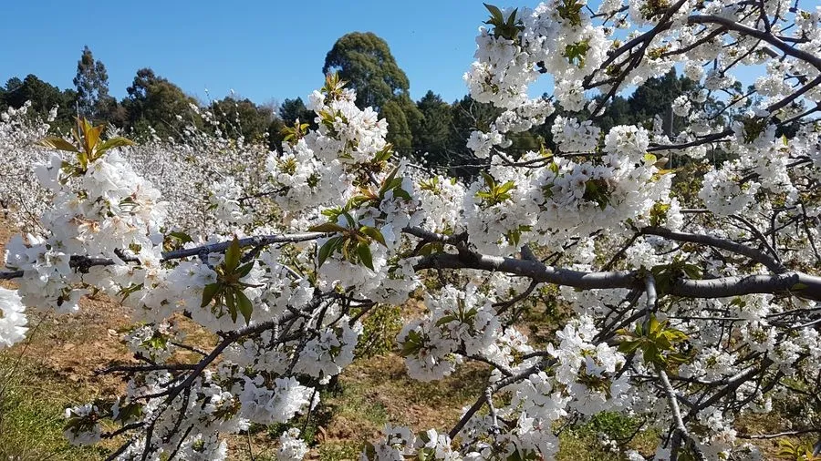 Foto 7 - 'Floraci&oacute;n del Cerezo', la ruta de senderismo imprescindible en Sotoserrano