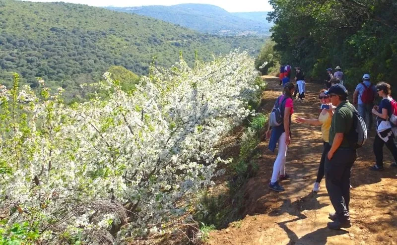 Foto 5 - 'Floraci&oacute;n del Cerezo', la ruta de senderismo imprescindible en Sotoserrano
