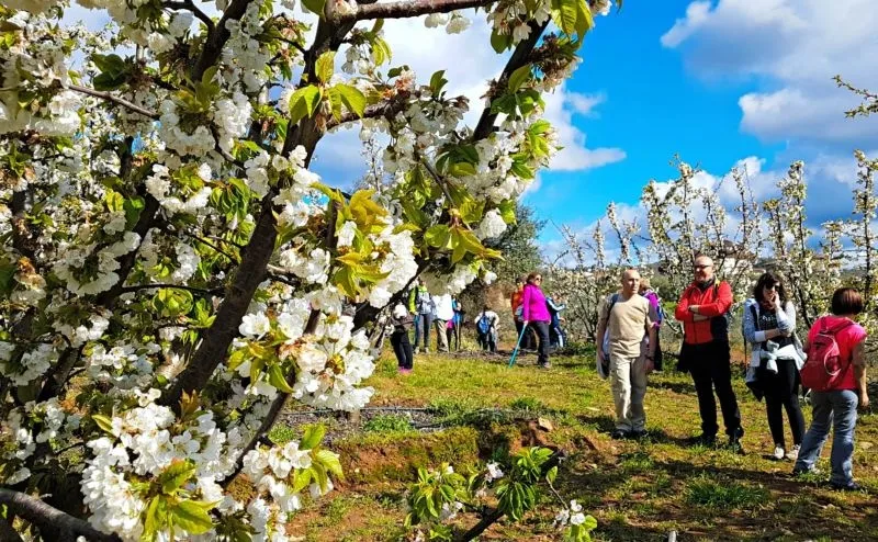 Foto 4 - 'Floraci&oacute;n del Cerezo', la ruta de senderismo imprescindible en Sotoserrano