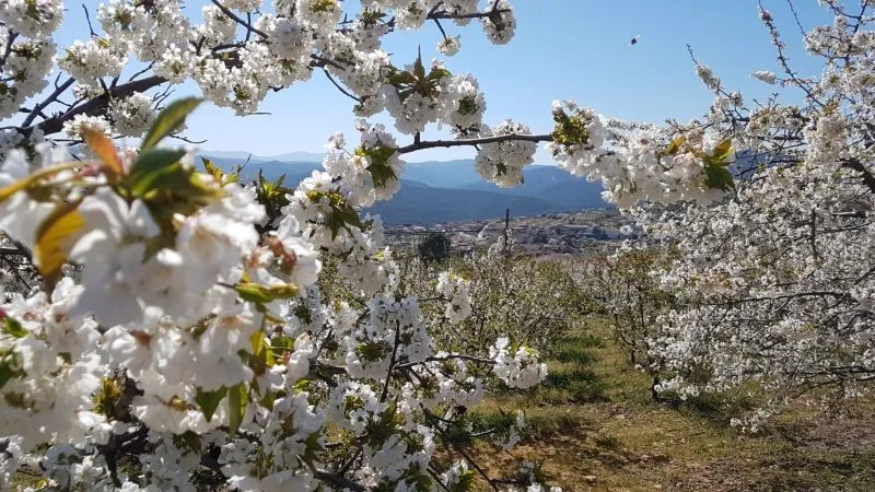 Foto 3 - 'Floraci&oacute;n del Cerezo', la ruta de senderismo imprescindible en Sotoserrano