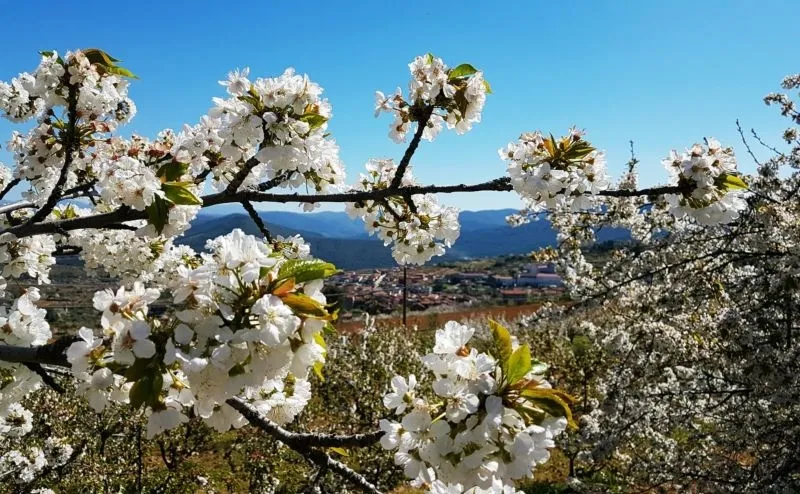 Foto 2 - 'Floraci&oacute;n del Cerezo', la ruta de senderismo imprescindible en Sotoserrano