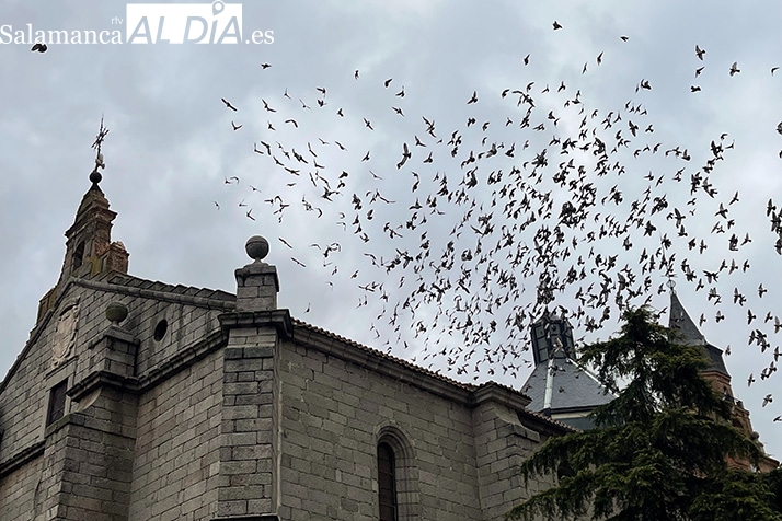 El Ayuntamiento de Peñaranda mantiene activo un plan de control para frenar la proliferación de palomas