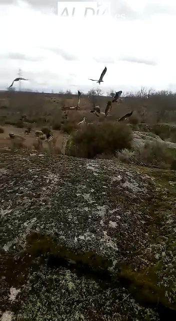 Creación de la Asociación de Productores de Almendra Ecológica 'Almendros Vivos'