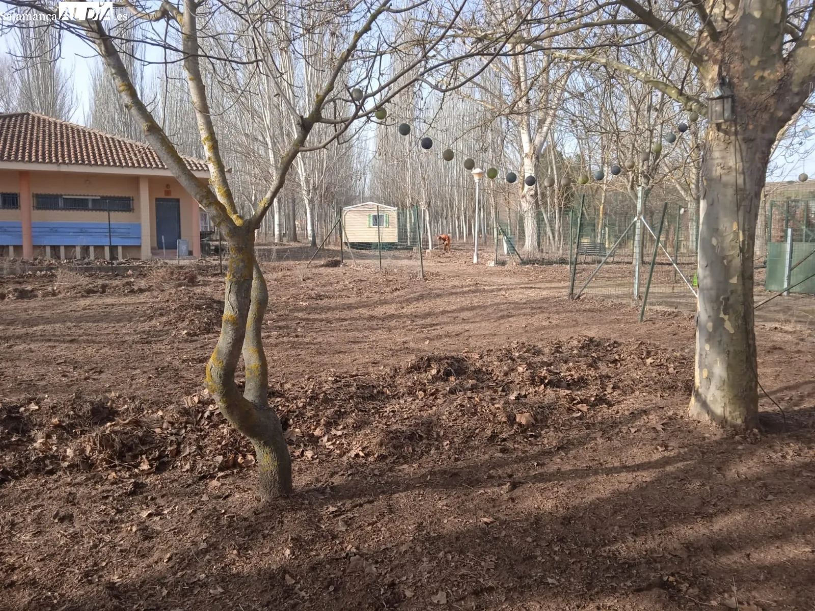 Foto 3 - El Ayuntamiento acomete diferentes trabajos para tratar y prevenir la procesionaria del pino