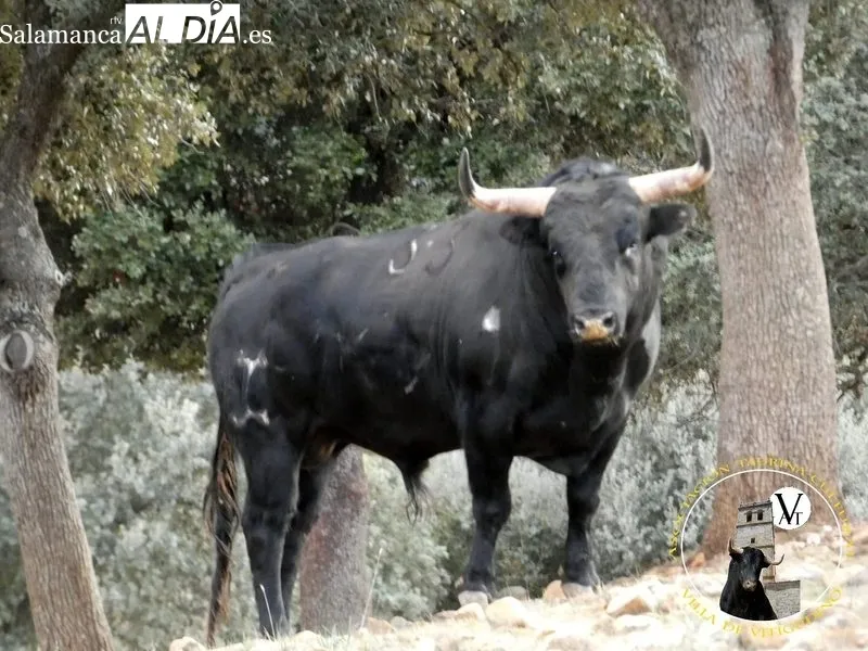 Liriquillo, VI Toro de Cajón del preCorpus en Vitigudino  