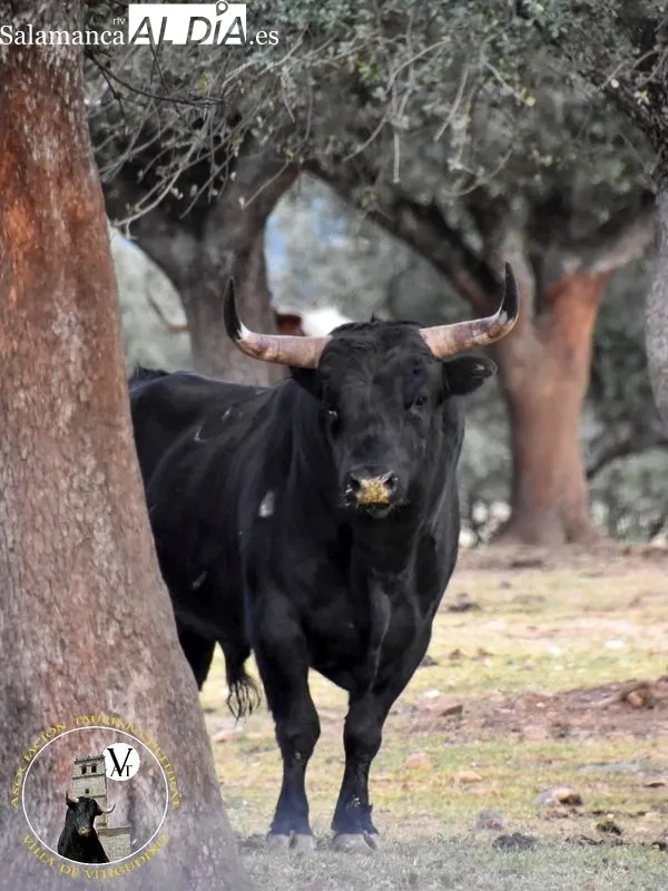 Liriquillo, VI Toro de Cajón del preCorpus en Vitigudino  