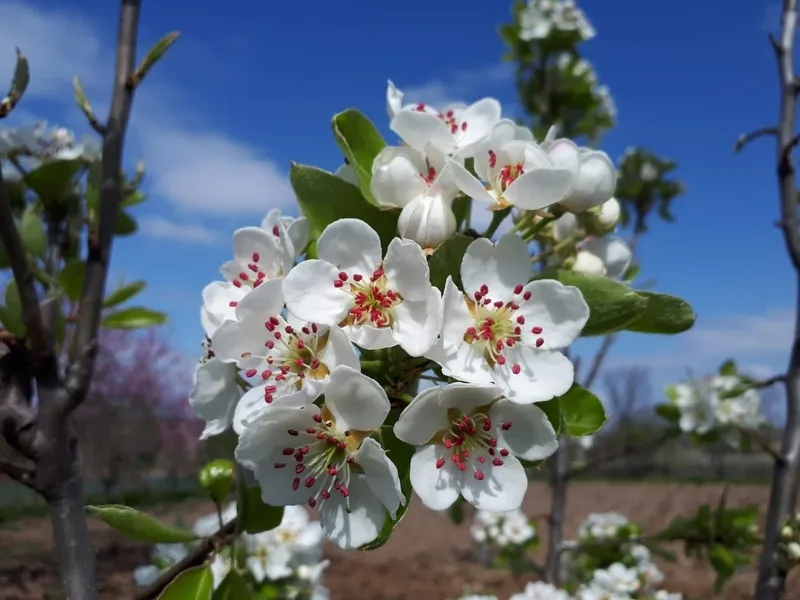 Flores de árboles frutales en Lumbrales / Foto: María Ángeles Pérez.