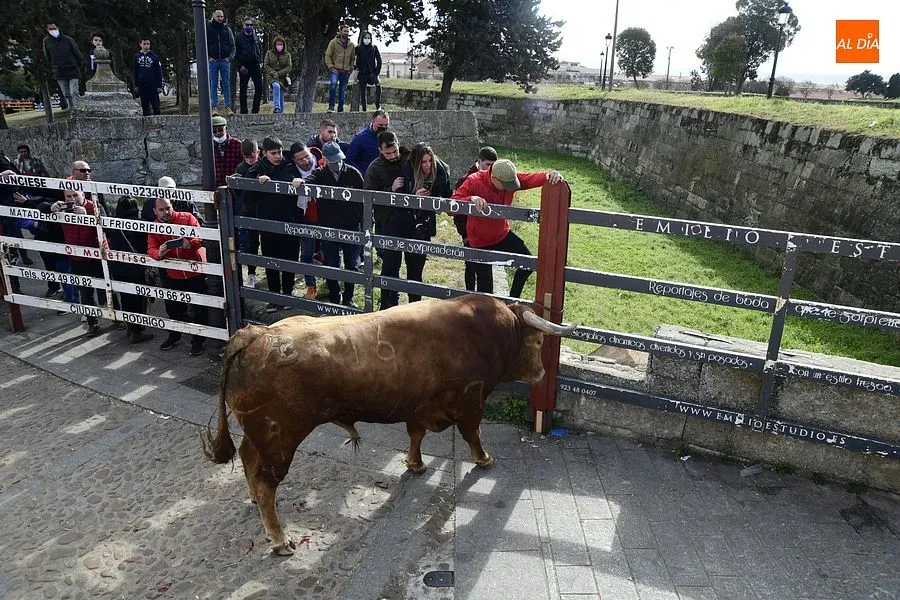 Foto 11 - El excepcional encierro con 7 toros para celebrar la hist&oacute;rica jornada acaba eterniz&aacute;ndose