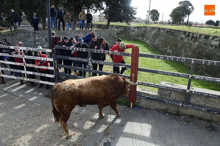 Foto 10 - El excepcional encierro con 7 toros para celebrar la hist&oacute;rica jornada acaba eterniz&aacute;ndose