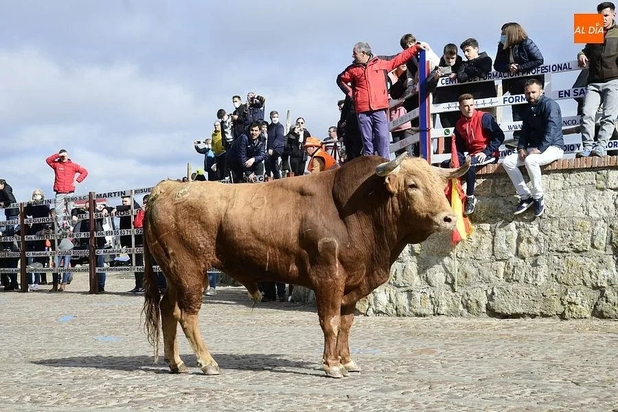 Foto 8 - El excepcional encierro con 7 toros para celebrar la hist&oacute;rica jornada acaba eterniz&aacute;ndose