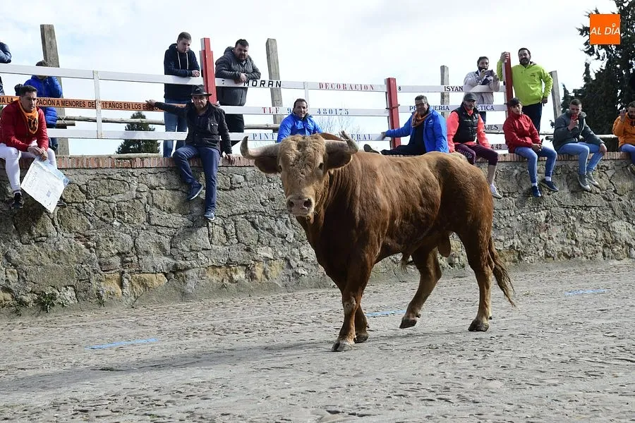 Foto 7 - El excepcional encierro con 7 toros para celebrar la hist&oacute;rica jornada acaba eterniz&aacute;ndose