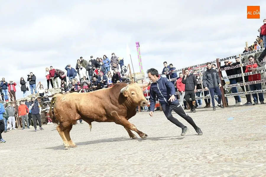 Foto 2 - El excepcional encierro con 7 toros para celebrar la hist&oacute;rica jornada acaba eterniz&aacute;ndose