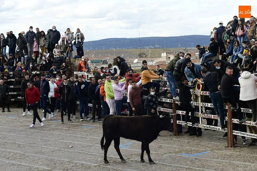 Foto 5 - Los mirobrigenses se despiden de los astados con una concurrida capea de vaquillas