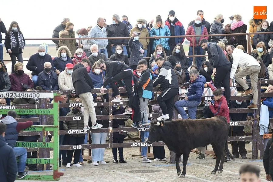 Foto 2 - Los mirobrigenses se despiden de los astados con una concurrida capea de vaquillas
