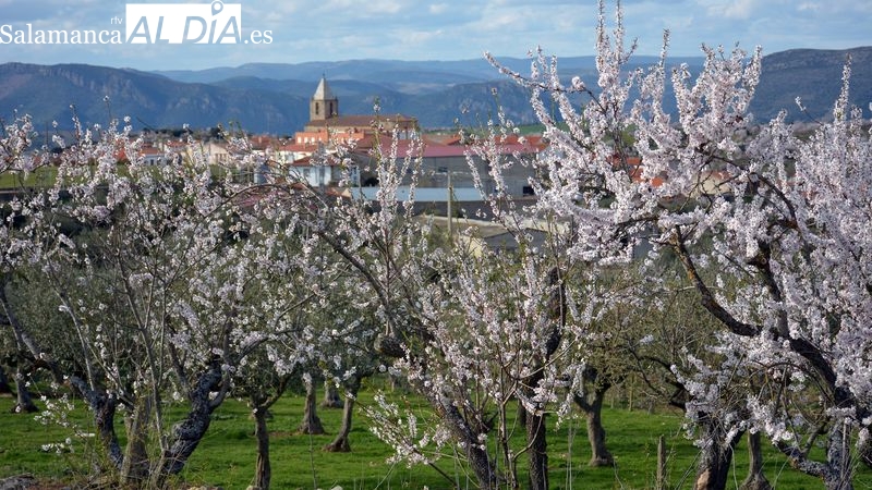 La Fregeneda ofrece estos días la bella imagen de los almendros en flor