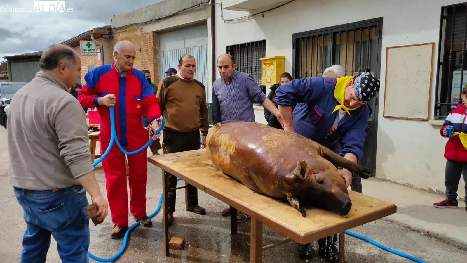 Mancera de Abajo ha celebrado su 4ª Matanza Tradicional