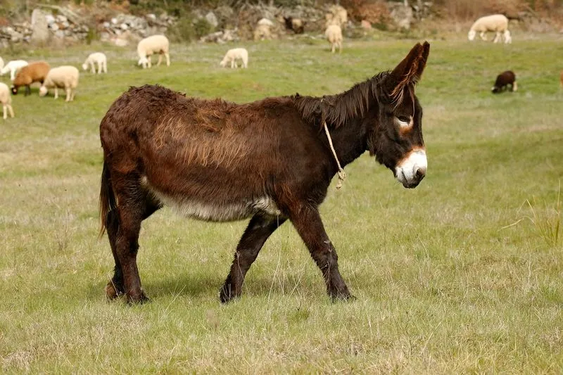 El reconocible Burro de Miranda | Foto: AEPGA