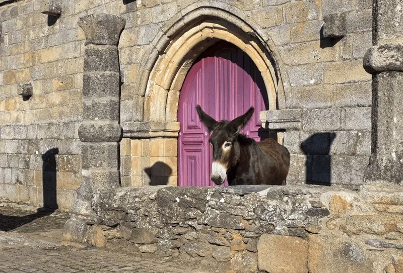 La burra Hera delante de la fachada de la iglesia de Azinhoso, en el concejo de Mogadouro | Foto: AEPGA