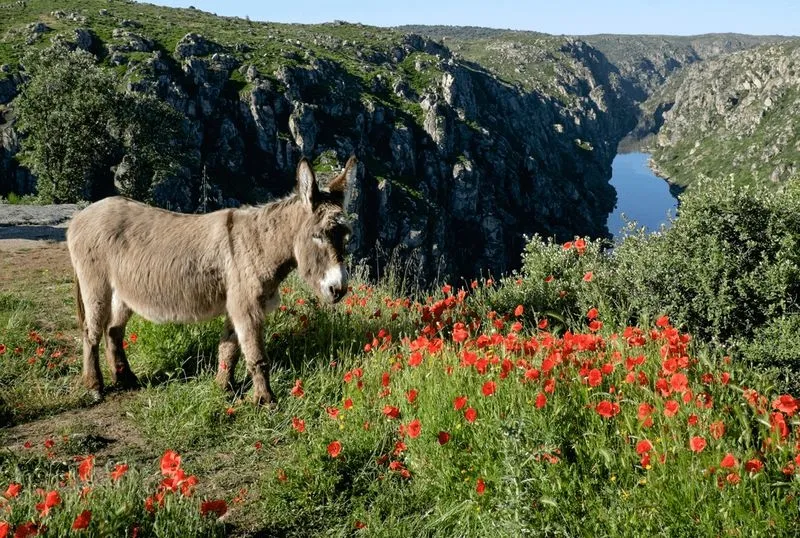 El burro Tó, cruce de Mirandés y Africano, en el magnífico mirador de São João das Arribas, Aldeia Nova (Miranda do Douro) | Foto: AEPGA