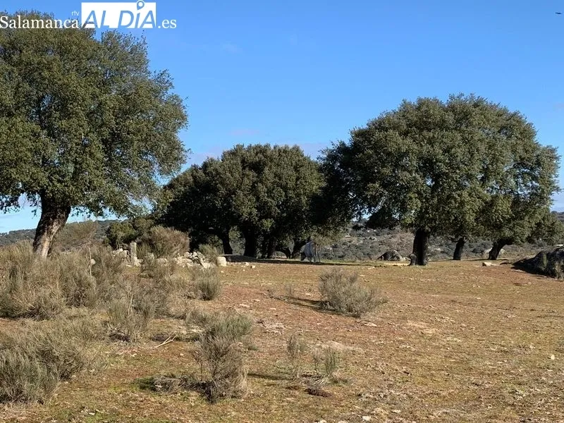 Foto 9 - La Usal promociona la fauna y flora de las Arribes en Saldeana