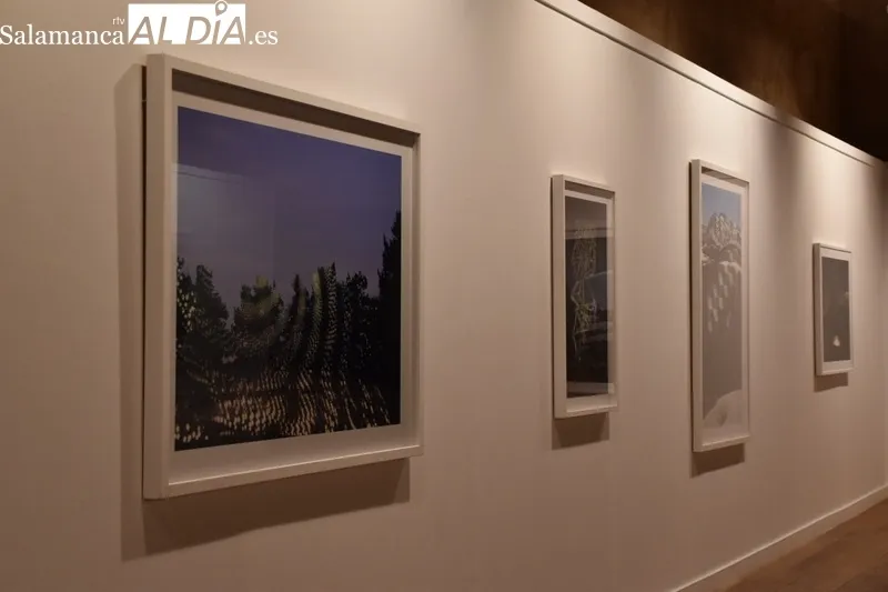 Foto 13 - &lsquo;&Aacute;rboles Blancos&rsquo;, la exposici&oacute;n que inaugura la Semana del Jap&oacute;n en Salamanca 