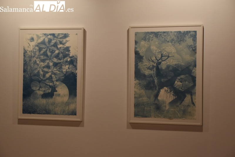 Foto 8 - ‘Árboles Blancos’, la exposición que inaugura la Semana del Japón en Salamanca 