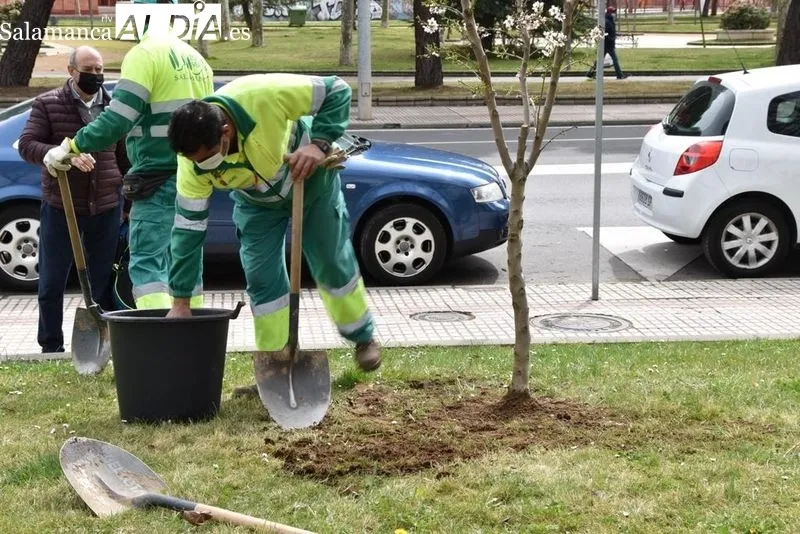 Nuevas plantaciones de árboles en el Parque de Würzburg, junto a la Avenida de Gonzalo Torrente Ballester. Foto de Vanesa Martins