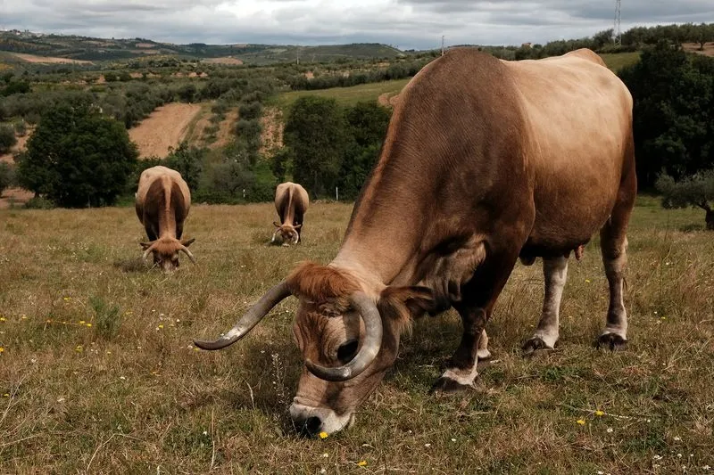 Vaca Mirandesa, la raza bovina propia del nordeste de Portugal | Foto: AEPGA