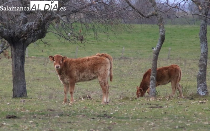 Mercado de ganado y lonja de Salamanca del 21 de marzo de 2022