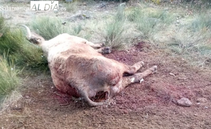 Ataque de buitres al ganado en Villarino de los Aires