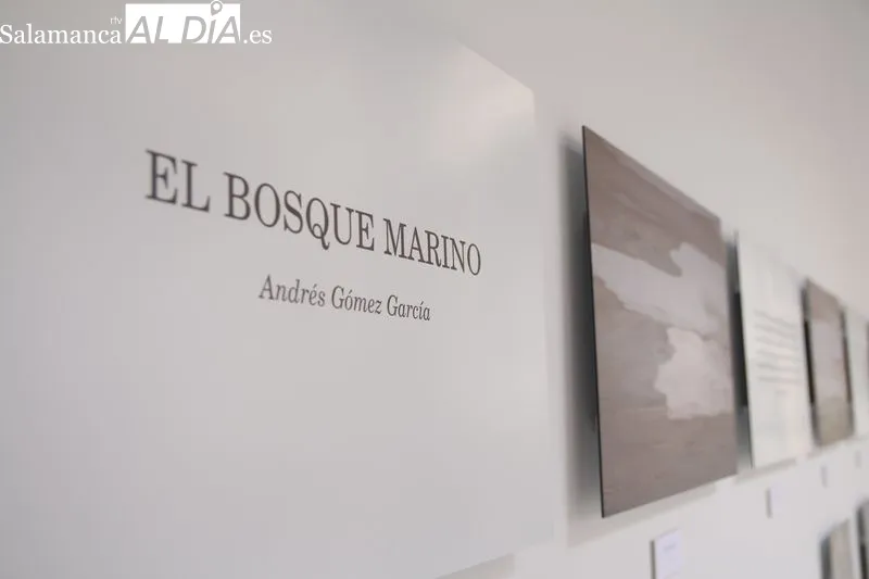 Inauguración de la exposición 'El bosque marino' en el patio de La Salina. Fotos: David Sañudo