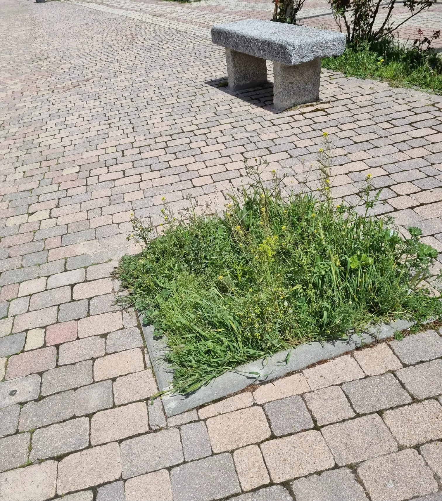 Imágenes del parque Los Jardines aportadas por el PP
