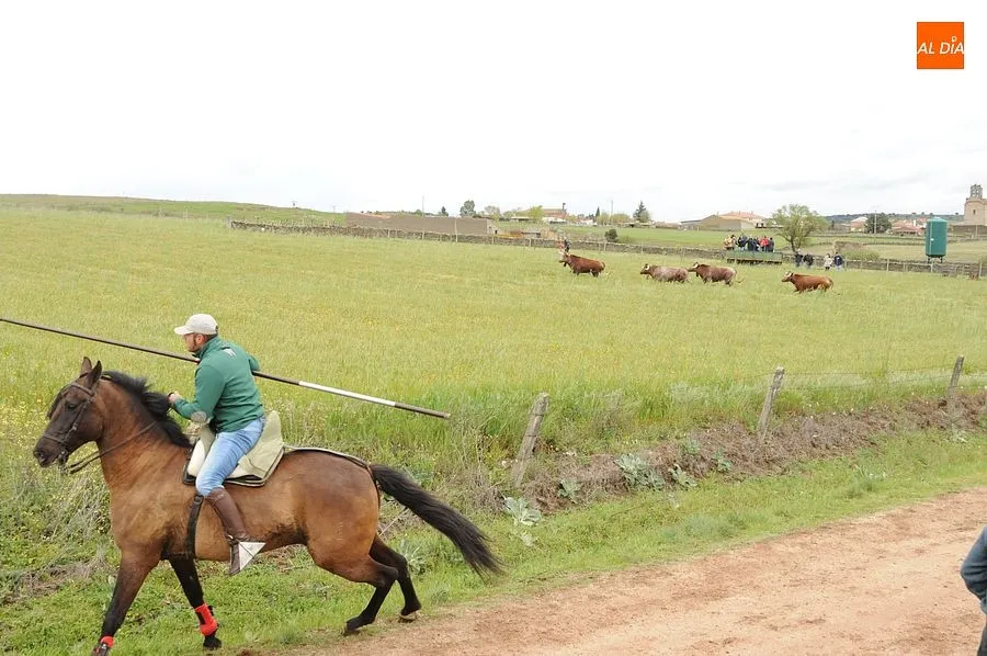 Los encierros a caballo son los espectáculos estrella de la comarca mirobrigense/ Rep:Gráfico: Adrián M. Pastor