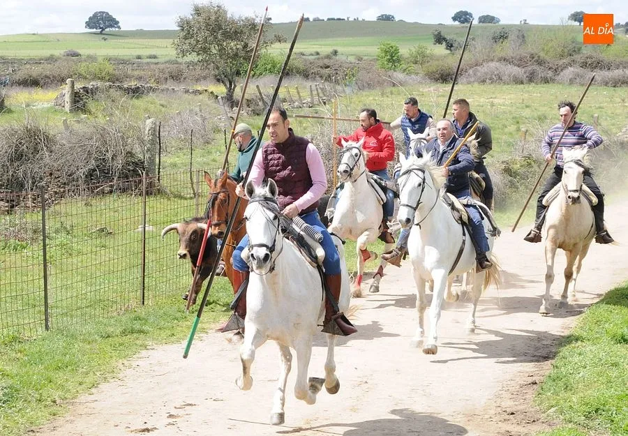 Multitudinario encierro a caballo en Gallegos de Argañán/ Rep.Gráfico: Adrián M. Pastor