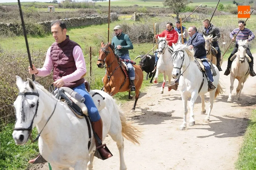 Multitudinario encierro a caballo en Gallegos de Argañán/ Rep.Gráfico: Adrián M. Pastor
