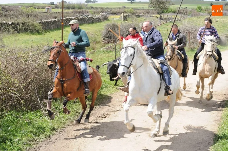 Multitudinario encierro a caballo en Gallegos de Argañán/ Rep.Gráfico: Adrián M. Pastor