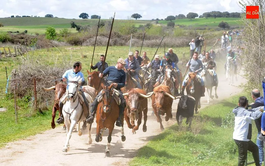 Multitudinario encierro a caballo en Gallegos de Argañán/ Rep.Gráfico: Adrián M. Pastor