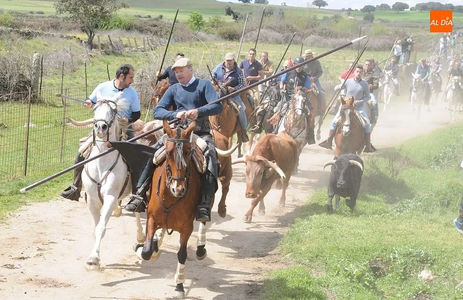 Multitudinario encierro a caballo en Gallegos de Argañán/ Rep.Gráfico: Adrián M. Pastor