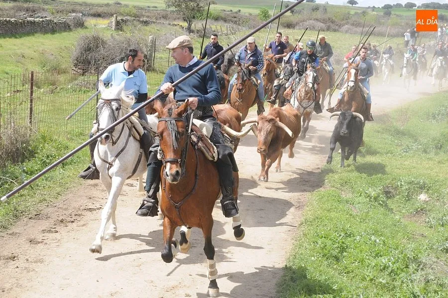 Multitudinario encierro a caballo en Gallegos de Argañán/ Rep.Gráfico: Adrián M. Pastor