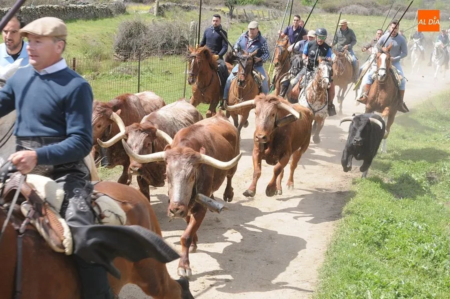 Multitudinario encierro a caballo en Gallegos de Argañán/ Rep.Gráfico: Adrián M. Pastor