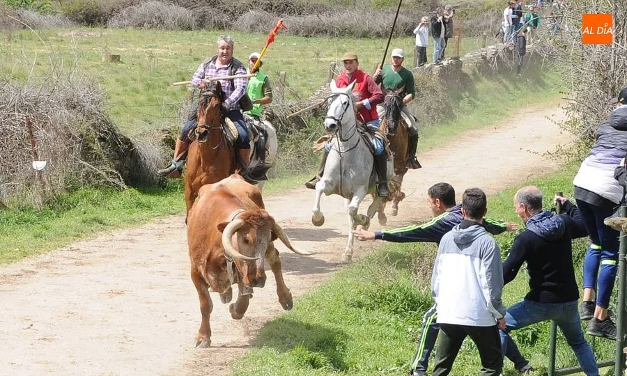 Multitudinario encierro a caballo en Gallegos de Argañán/ Rep.Gráfico: Adrián M. Pastor