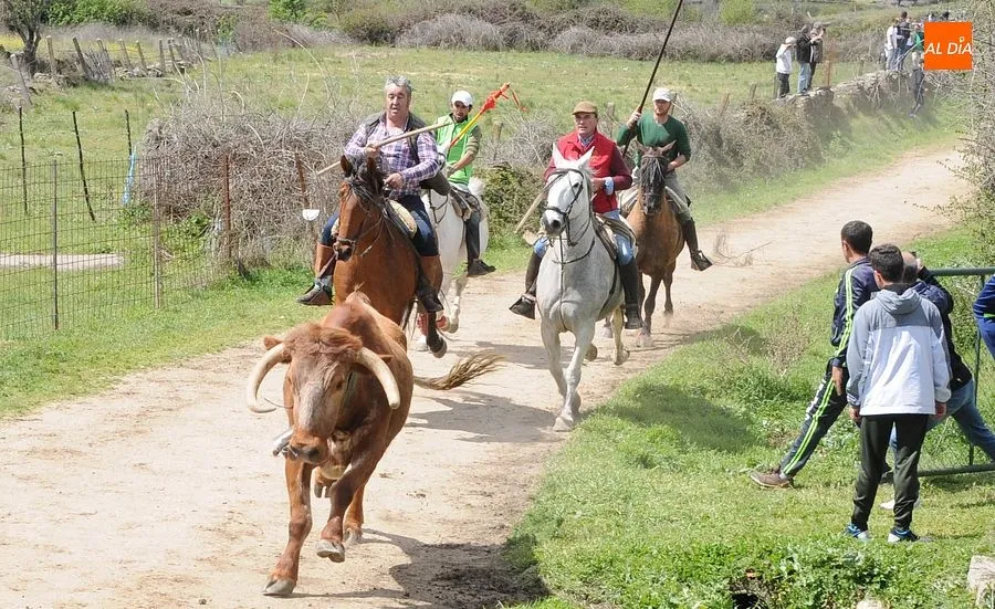 Multitudinario encierro a caballo en Gallegos de Argañán/ Rep.Gráfico: Adrián M. Pastor