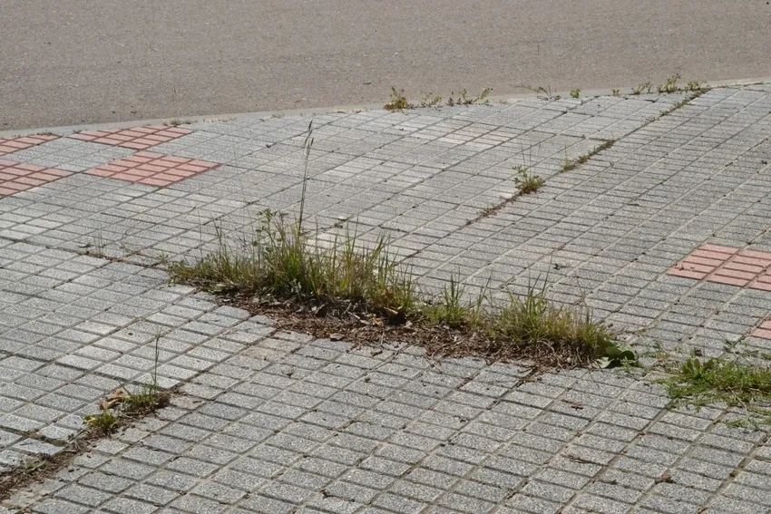 Foto 7 - La vegetaci&oacute;n tanto viva como muerta se hace fuerte en el entorno de los Campos de To&ntilde;ete