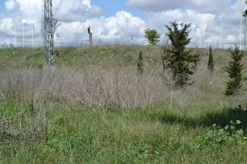 Foto 5 - La vegetaci&oacute;n tanto viva como muerta se hace fuerte en el entorno de los Campos de To&ntilde;ete