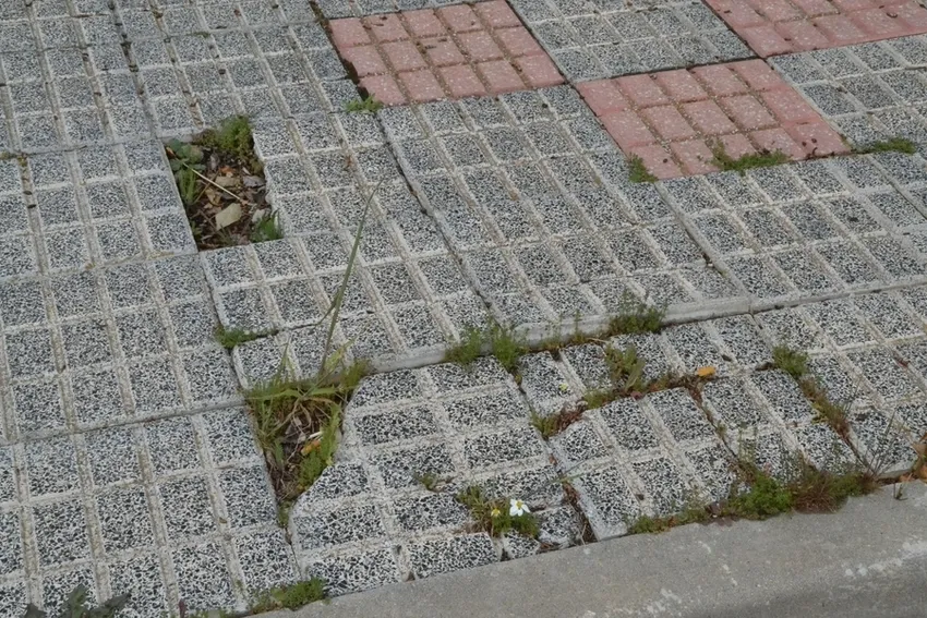 Foto 4 - La vegetaci&oacute;n tanto viva como muerta se hace fuerte en el entorno de los Campos de To&ntilde;ete