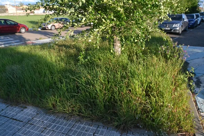 Foto 3 - La vegetaci&oacute;n tanto viva como muerta se hace fuerte en el entorno de los Campos de To&ntilde;ete