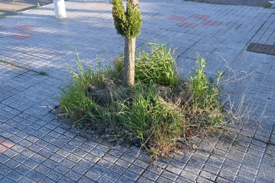 Foto 2 - La vegetaci&oacute;n tanto viva como muerta se hace fuerte en el entorno de los Campos de To&ntilde;ete