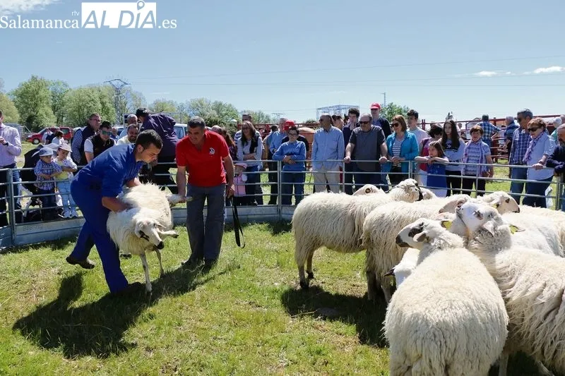 Demostración de esquileo tradicional en una edición anterior de la feria de San Felipe en Barruecopardo / CORRAL 